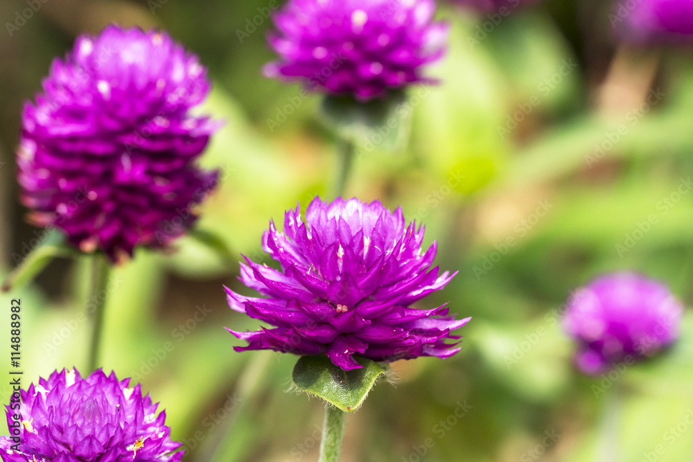 Chrysanthemun flower with blurred background Chrysanthemun flower with blurred background