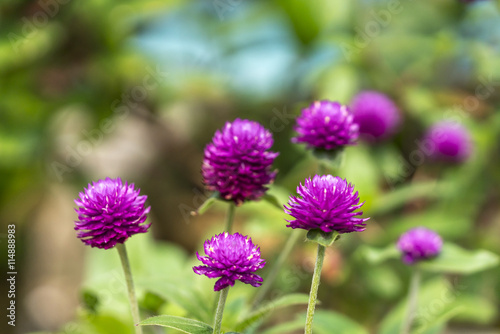 Chrysanthemun flower with blurred background