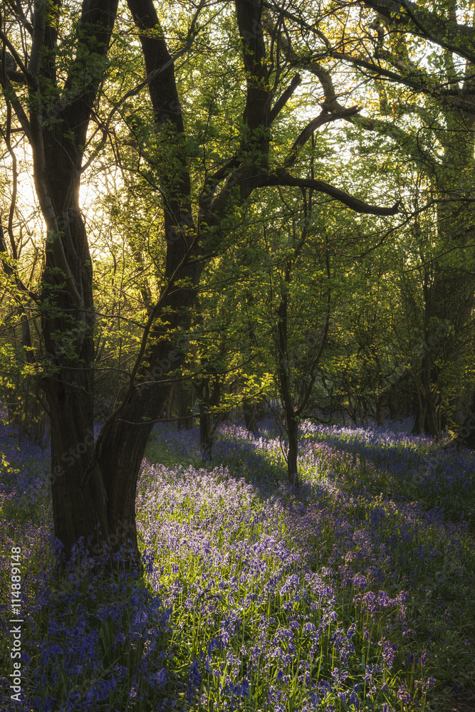 Stunning landscape image of bluebell forest in Spring Stunning landscape image of bluebell forest in Spring