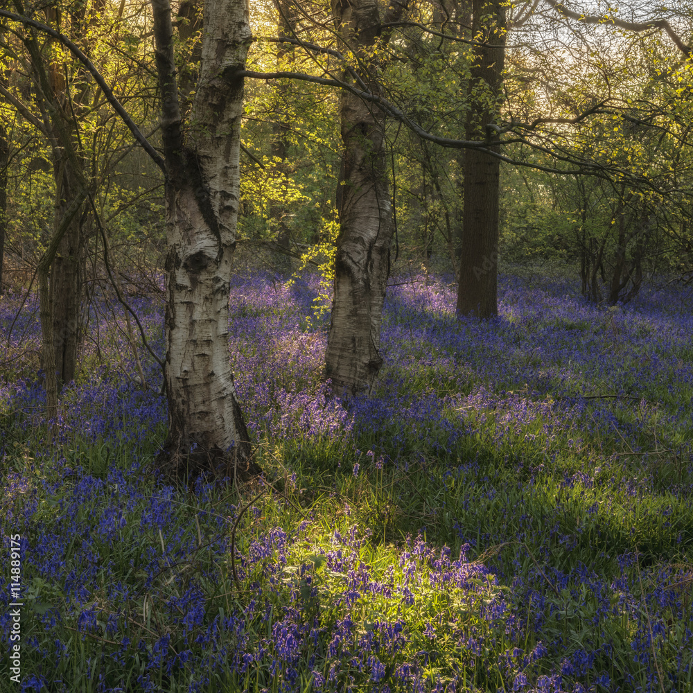 Fototapeta premium Stunning landscape image of bluebell forest in Spring