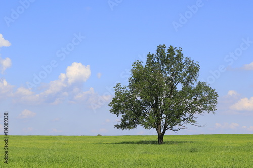 Fresh green field of juvenille grain and lonely deciduous tree in early summer,Podlasie region,Poland,Europe