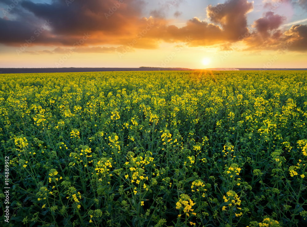 Obraz premium Grass on the field during sunrise. Agricultural landscape in the summer time