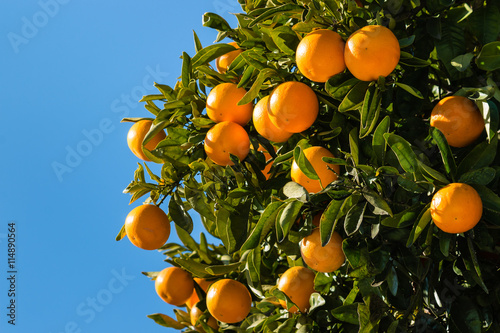 clementines ripening on tree against blue sky