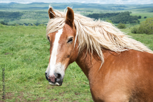 Beautiful horse on meadow 2  © chubako