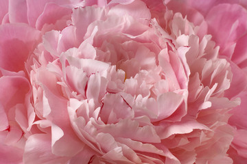 Pink peony beautiful rose flower petal background closeup macro texture