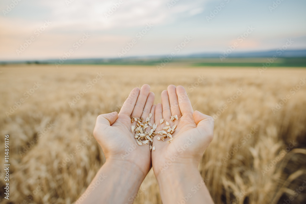 Wheat.Harvest concept StockFoto Adobe Stock