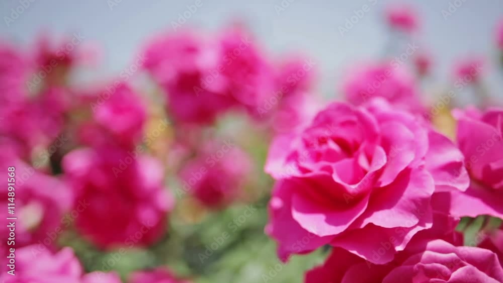 rose garden, slider shot