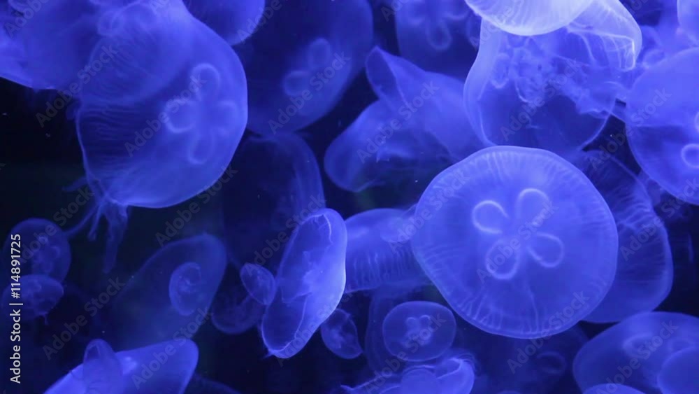 Video of jellyfishes in an aquarium
Video of jellyfishes in an aquarium