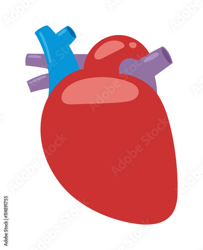 Human heart anatomy isolated on white vector illustration. Anatomy body human heart biology science aorta. Human heart cardiology, healthcare atrium system healthy physiology symbol.