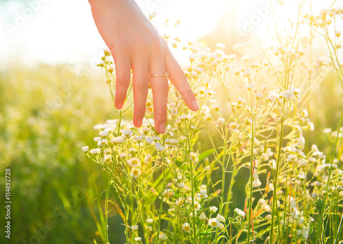 Obraz na plátne Woman hand running through meadow field with wilde flowers