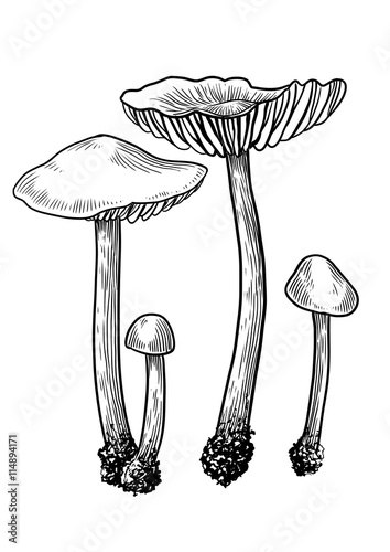 vector, drawing, engraving, mushroom