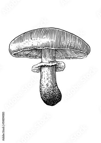 vector, drawing, engraving, mushroom