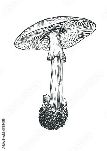 vector, drawing, engraving, mushroom, poison