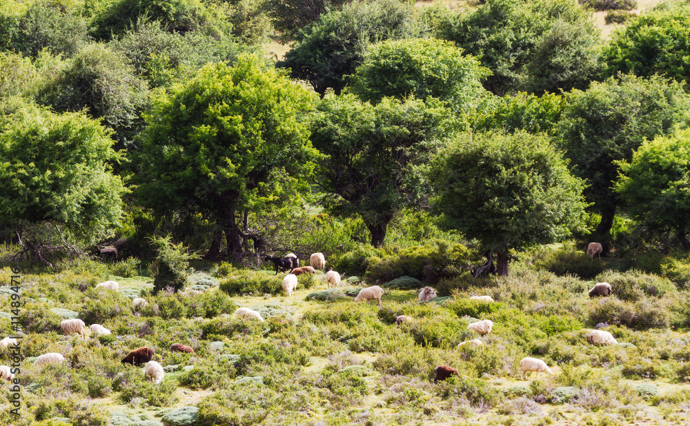 Fototapeta premium Flock of sheep