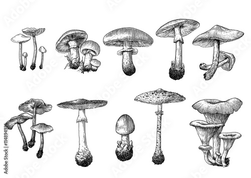 Vászonkép vector, drawing, engraving, mushroom
