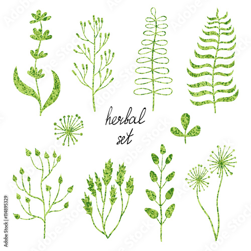 Set of hand drawn leaves, branches and herbs isolated on white. Vector herbal collection. 