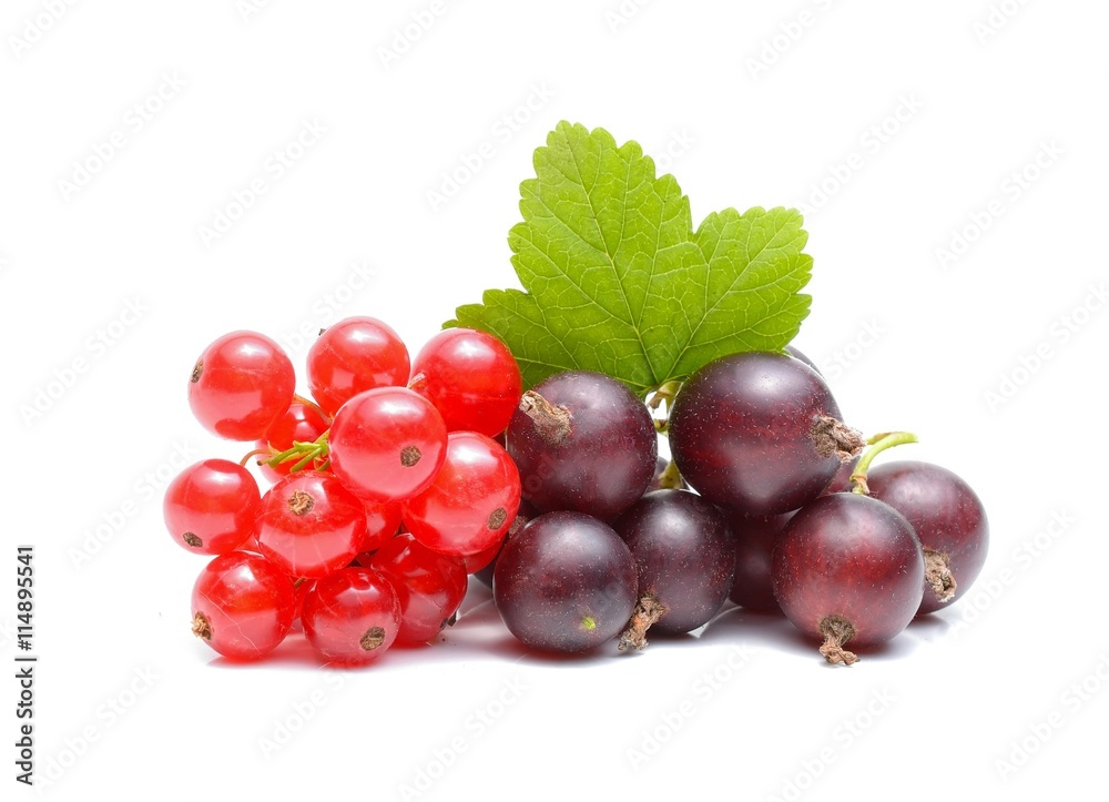 red and black currant on white background