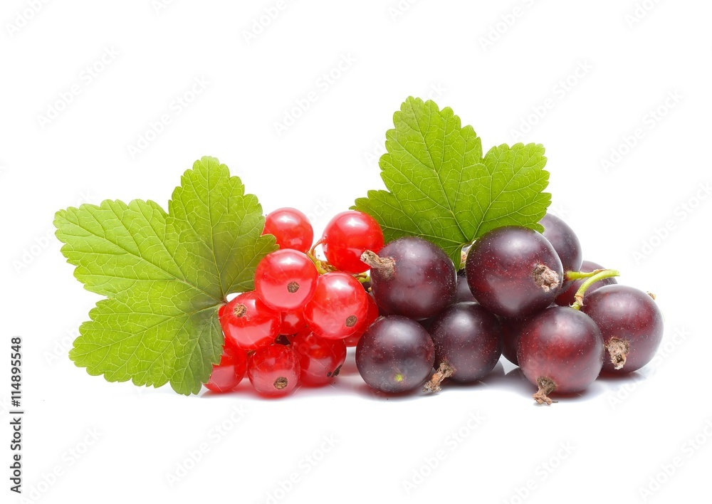 red and black currant on white background red and black currant on white background