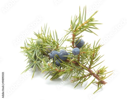 Common Juniper (Juniperus communis) fruits