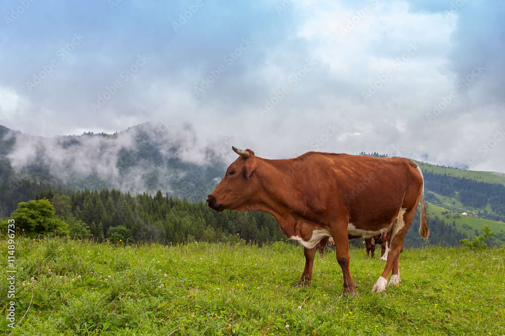 Majestic sunset in the mountains landscape. The cow is grazing in beautiful mountains, Ukraine Majestic sunset in the mountains landscape. The cow is grazing in beautiful mountains, Ukraine