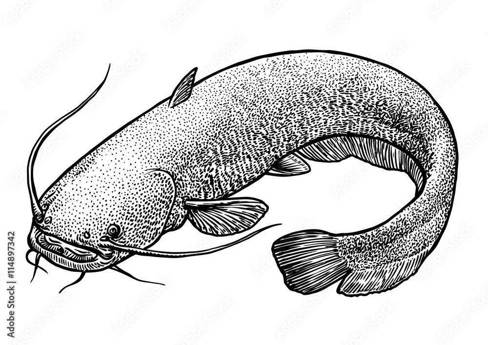 Fototapeta premium scale, fin, water, food, fish, illustration, engrave, line, drawing, vintage, vector, fishing, catfish 