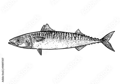 scale, fin, water, food, fish, illustration, engrave, line, drawing, vintage, vector, fishing, mackerel