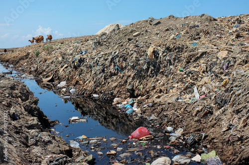 Fotografie BALI, INDONESIA - APRIL 30, 2016: A herd of cows scavenge for food amid hazardous waste and toxic garbage on highly contaminated land in Bali, Indonesia