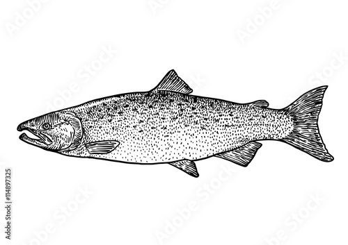 scale, fin, water, food, fish, illustration, engrave, line, drawing, vintage, vector, fishing, salmon