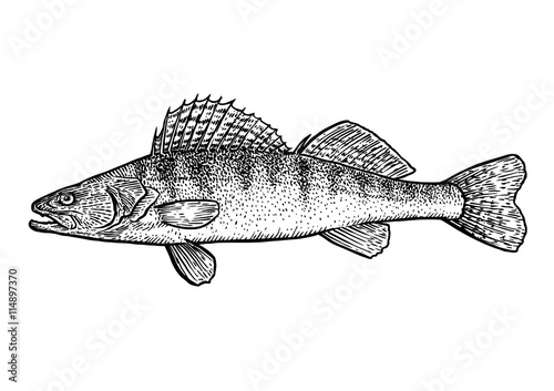 scale, fin, water, food, fish, illustration, engrave, line, drawing, vintage, vector, fishing, zander, pike pearch