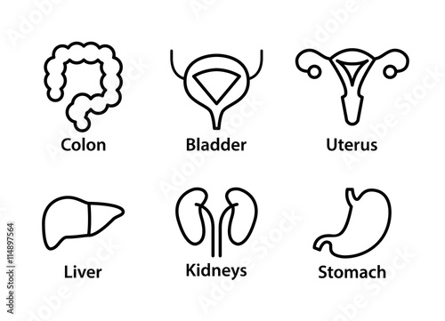 Vector human internal organs icons. Liver, kidneys, uterus, bladder, stomach and colon