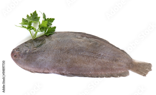 sole fish in studio photo