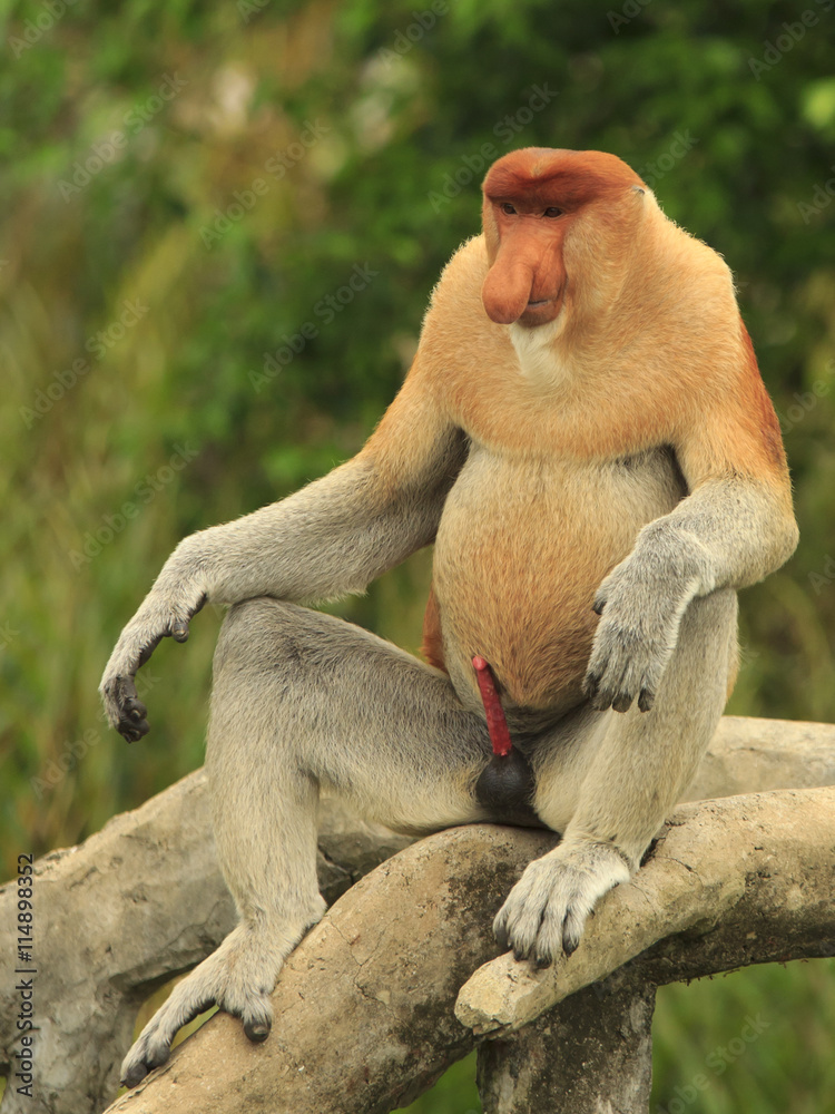 Proboscis Monkey adult male sexually aroused Stock Photo | Adobe Stock