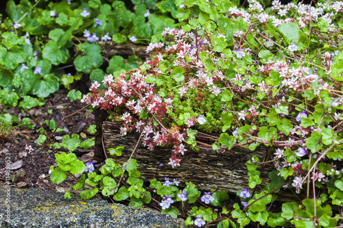 English stonecrop (Sedum anglicum) in rustic wood planter.