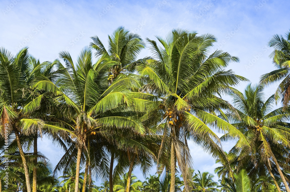 Palm trees on the beautiful sunset background.