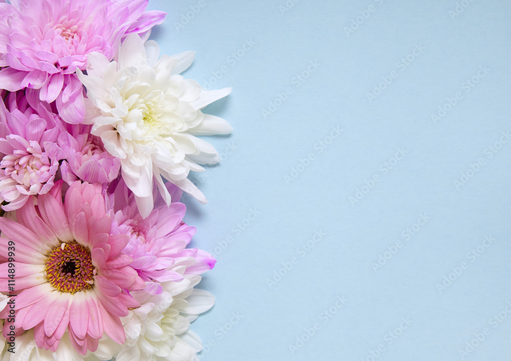 Pink and white flowers on a blue background