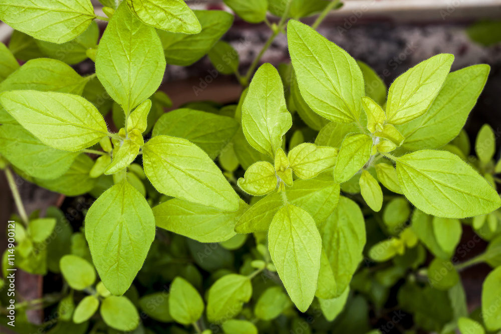 Golden Marjoram (Origanum vulgare) a form of oregano. Herb plant. Golden Marjoram (Origanum vulgare) a form of oregano. Herb plant.