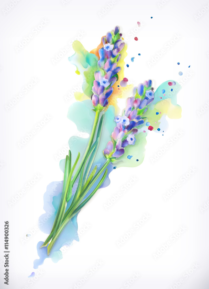 Lavender flowers, watercolor painting, mesh vector