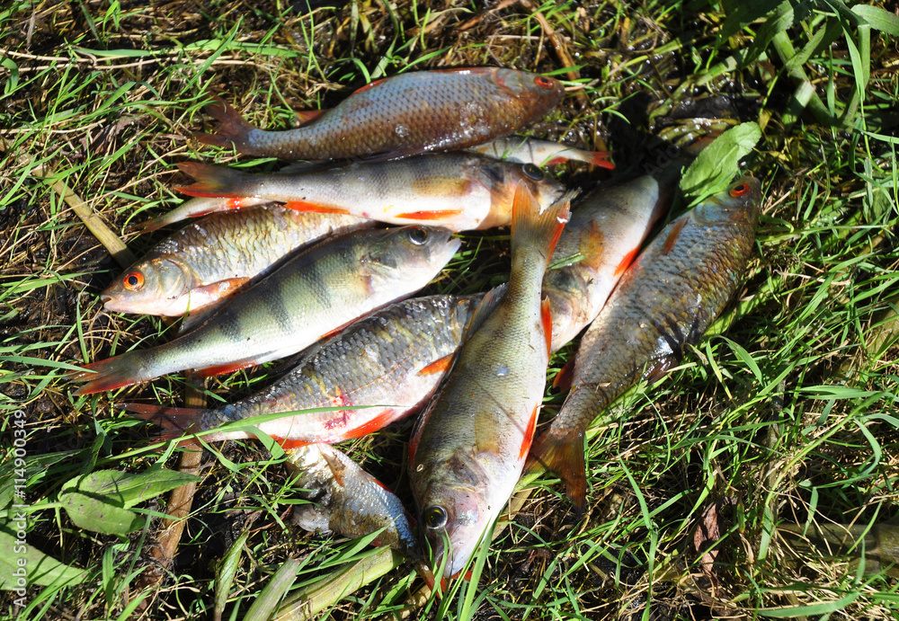 Roach freshwater fish just taken from the water. Catching freshwater fish