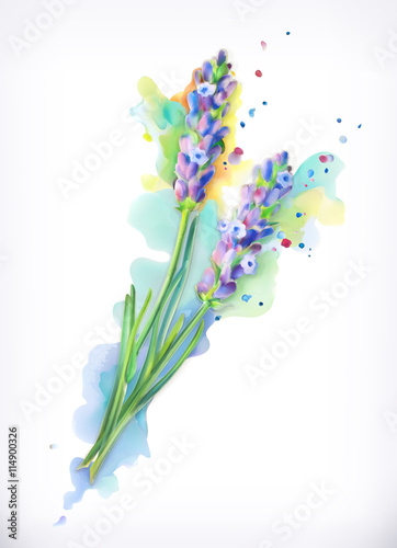 Lavender flowers, watercolor painting, mesh vector
