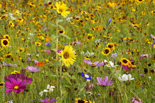 Sommerliches Wildblumenfeld photo