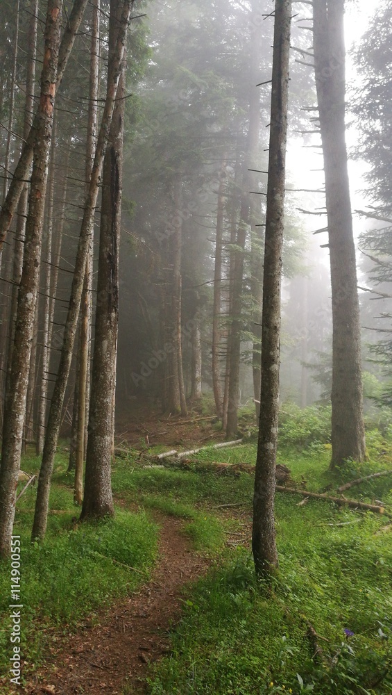 Obraz premium Forêt