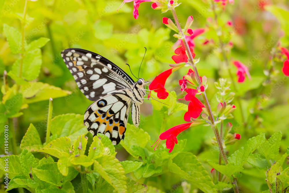 Beautiful Butterfly on Colorful Flower Beautiful Butterfly on Colorful Flower