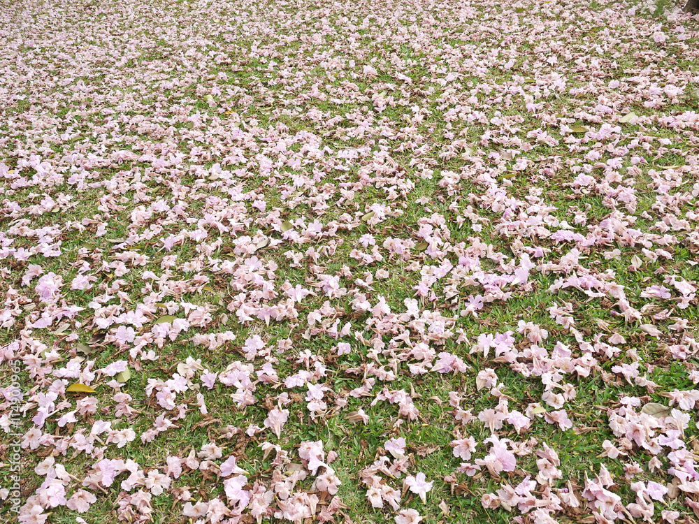 Pink flowers Tabebuya rosea blossom on green grass