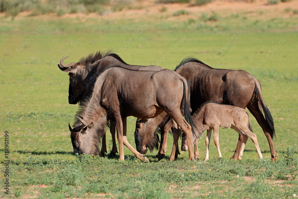 Small group of blue wildebeest (Connochaetes taurinus) grazing, Kalahari, South Africa. Small group of blue wildebeest (Connochaetes taurinus) grazing, Kalahari, South Africa.