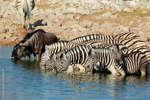 Plains zebras  Equus burchelli  and wildebeest drinking water  Etosha National Park  Namibia.