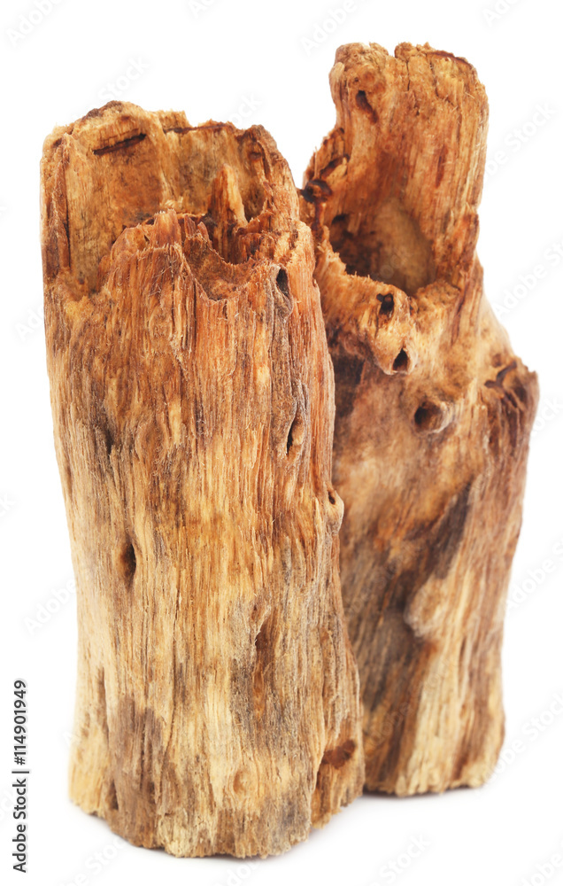 Bogwood Bogwood