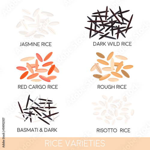 Rice varieties. Dark wild rice, risotto rice, jasmine rice, basmati, red cargo rice, rough rice isolated. Vector illustration