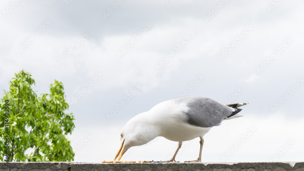 Obraz premium sea gull bird postcard