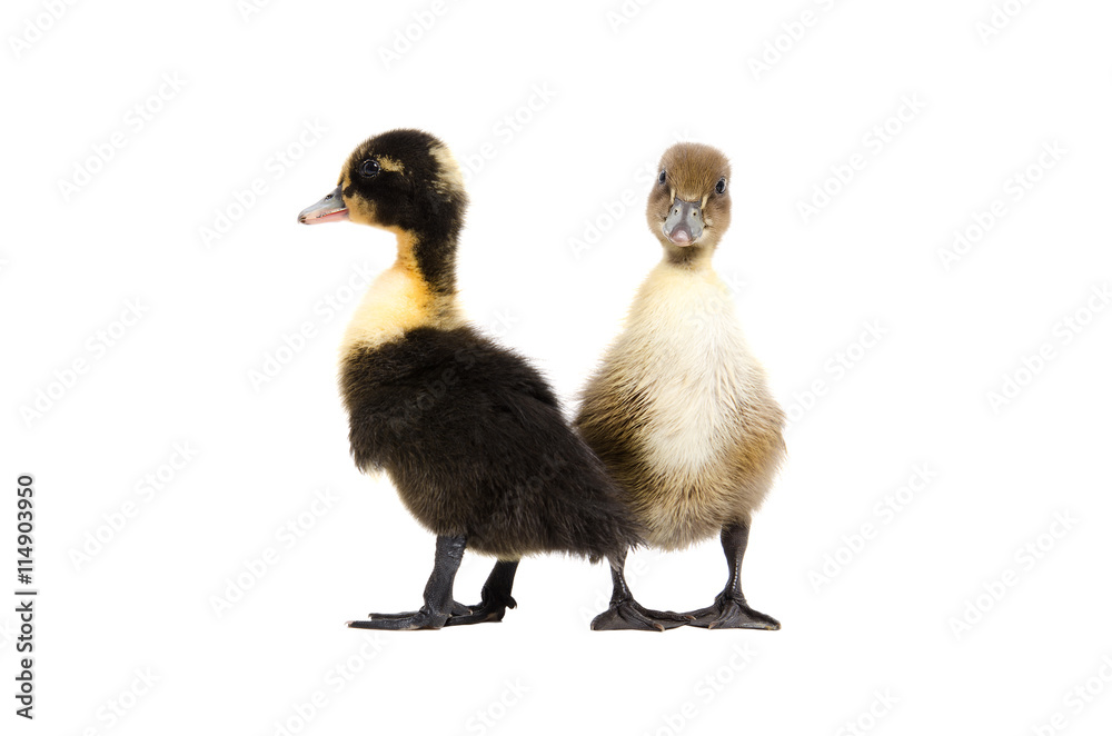 Two duckling standing isolated on white background Two duckling standing isolated on white background