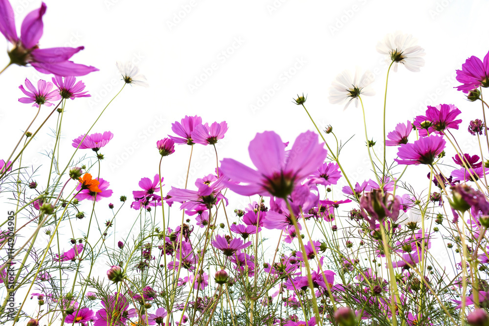 many pink (purple) cosmoses on a white background